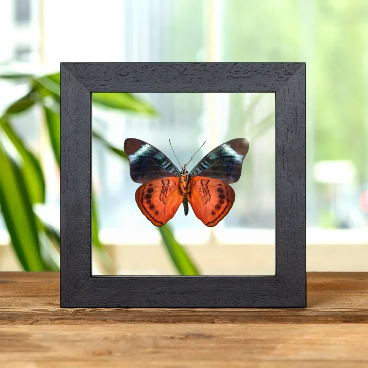 Queen Flasher Ventral Side In Clear Glass Frame (Panacea regina)