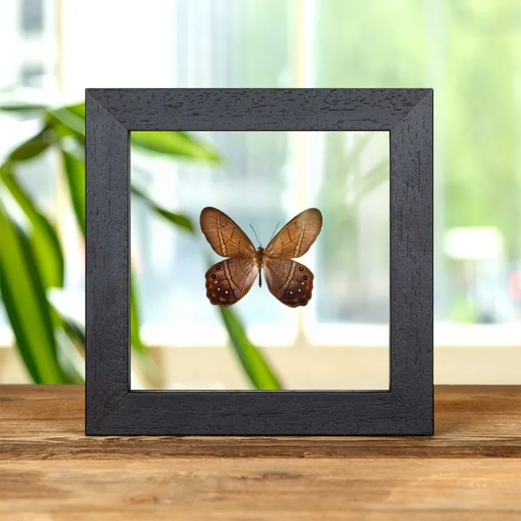 Lena Pierella Butterfly In Clear Glass Frame (Pierella lena)