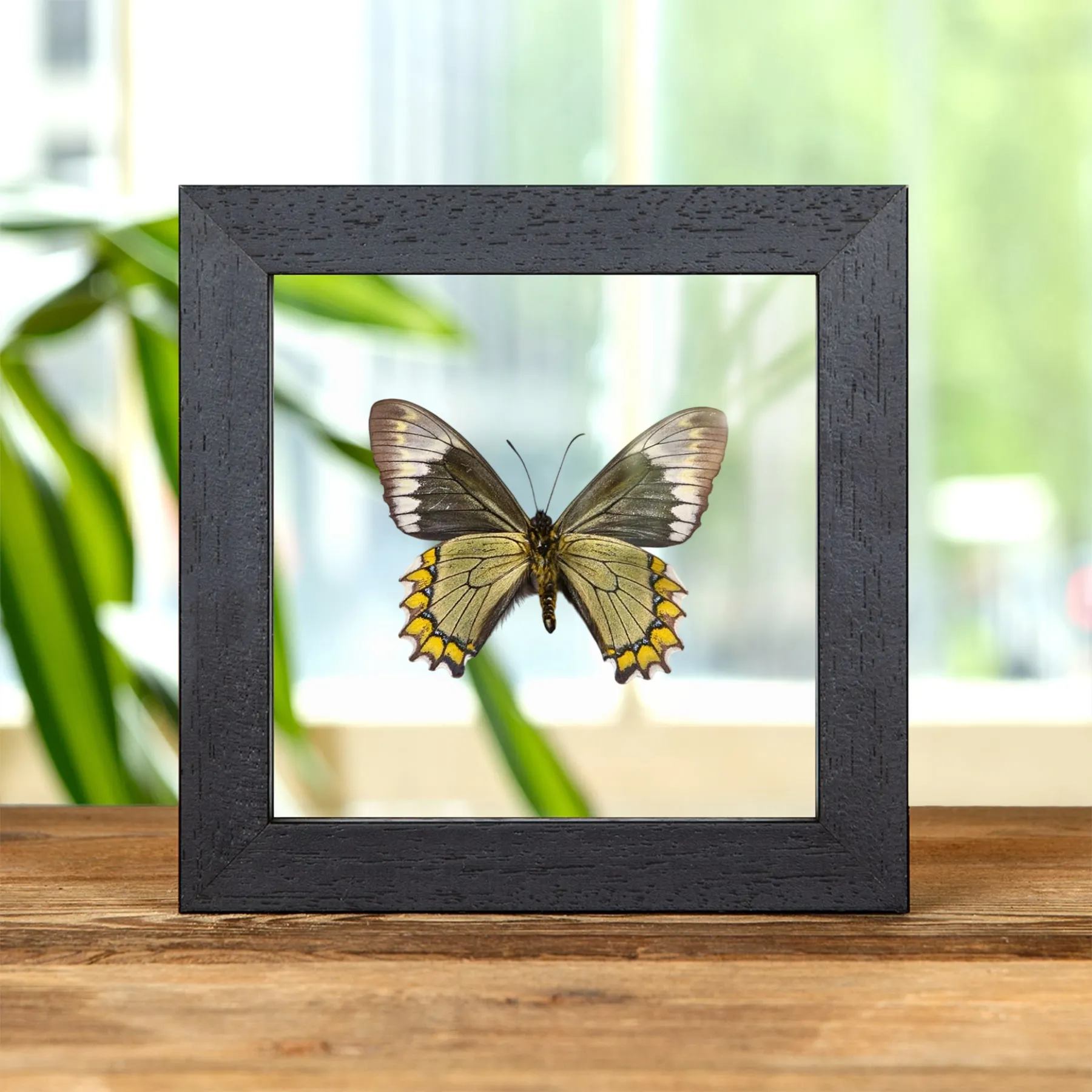 Minibeast Farfalla coda di rondine Madyes in cornice di vetro trasparente (Battus madyes)