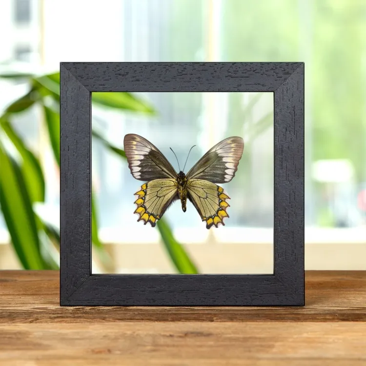 Papillon Queue D'Hirondelle Madyes dans un Cadre en Verre Transparent (Battus madyes)