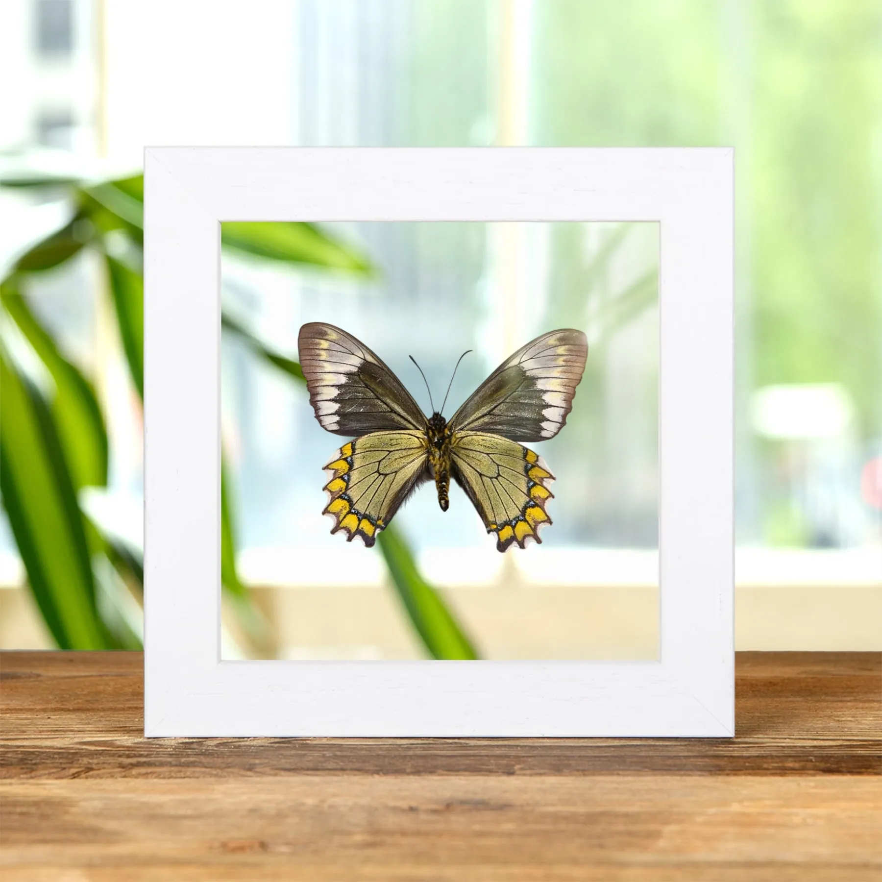 Minibeast Farfalla coda di rondine Madyes in cornice di vetro trasparente (Battus madyes)