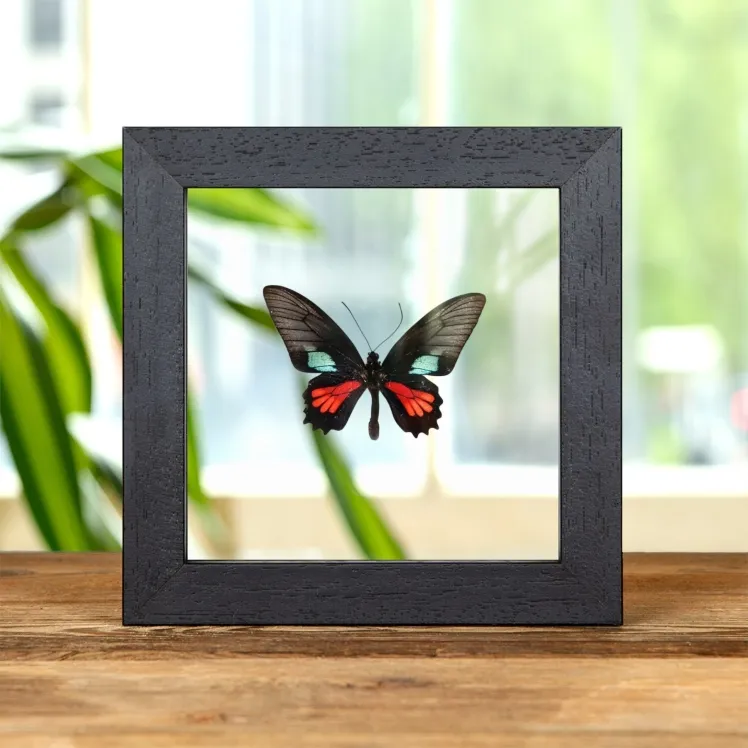 Spear-Winged Cattleheart Butterfly  In Clear Glass Frame (Parides neophilus)