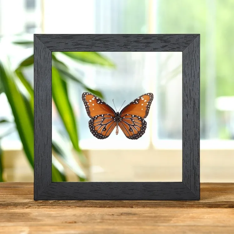 Le Papillon Reine Ventral dans un Cadre en Verre Transparent (Danaus gilippus berenice)