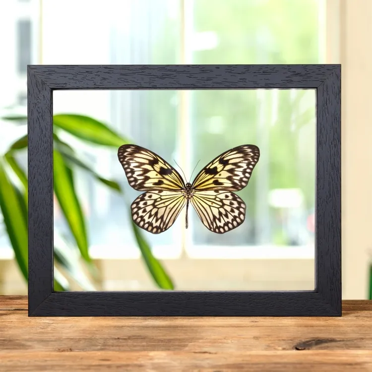 Rijstpapier Vlinder in Transparante Glazen Lijst (Idea leuconoe)