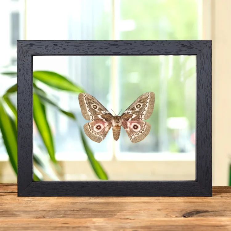 Zigzag Emperor Moth In Clear Glass Frame (Gonimbrasia tyrrhea)