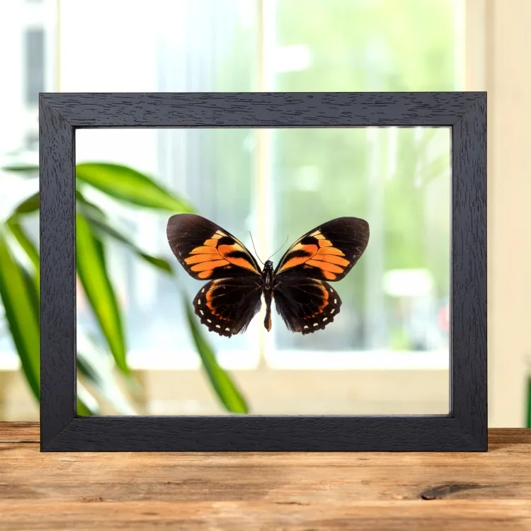 Tiger Schmetterling im Transparenten Glasrahmen (Papilio bachus)