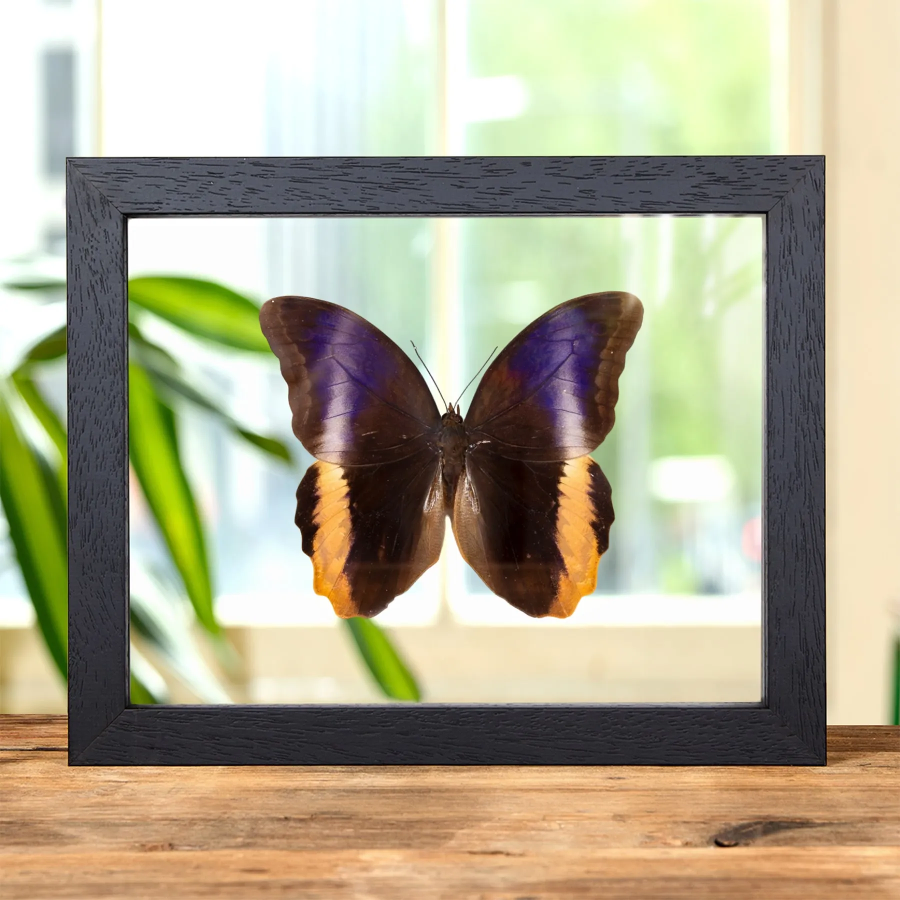 Minibeast Gelbrandiger Riesen-Eulenfalter im Transparenten Glasrahmen (Caligo atreus)