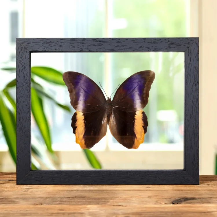 Yellow-Edged Giant Owl Butterfly In Clear Glass Frame (Caligo atreus)