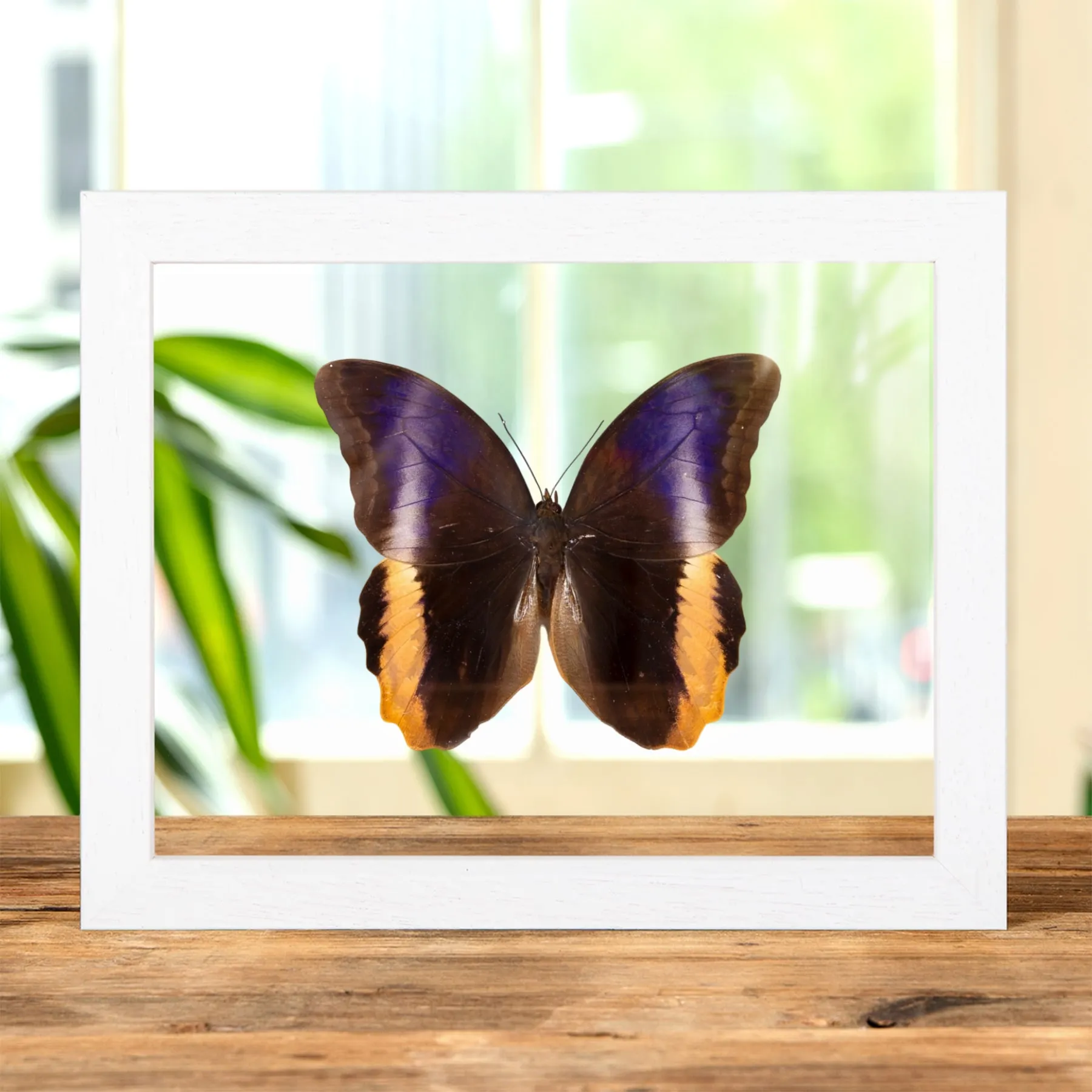 Minibeast Gelbrandiger Riesen-Eulenfalter im Transparenten Glasrahmen (Caligo atreus)