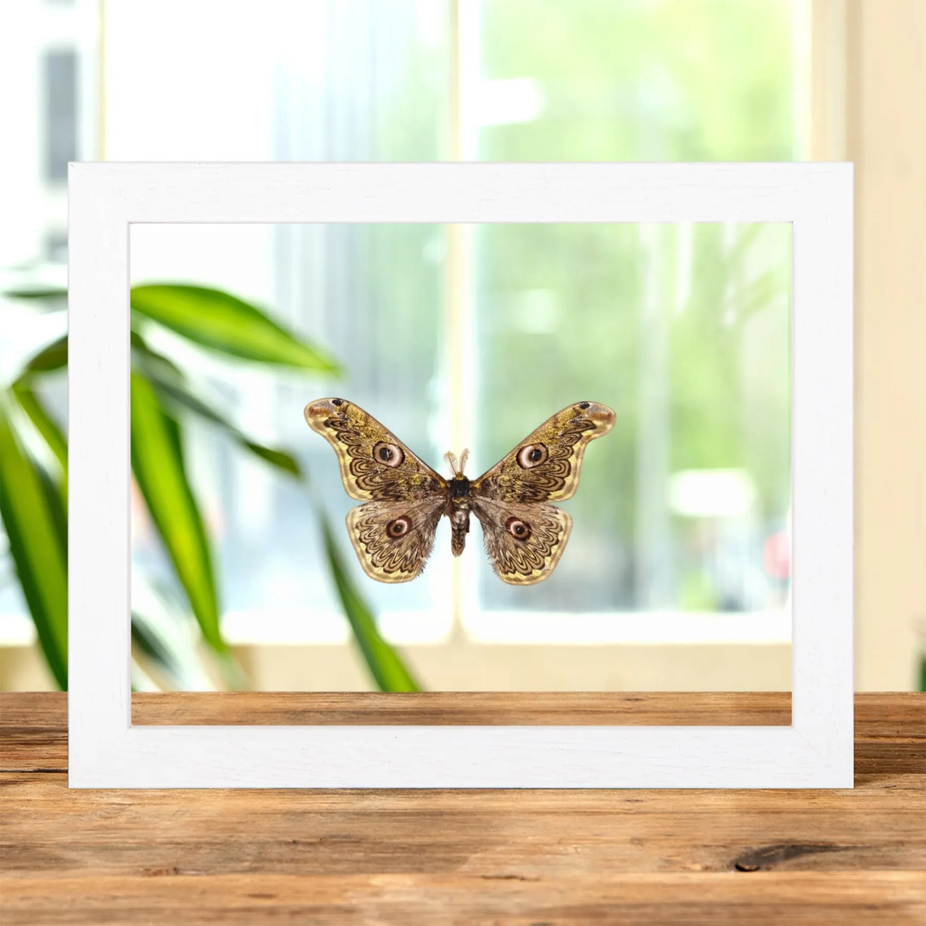 Minibeast Caligula anna In Clear Glass Frame From Southeast Asia