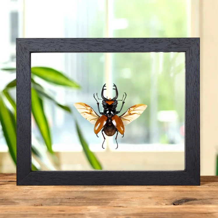 Stag Beetle With Wings Spread In Clear Glass Frame (Odontolabis lacordairei)
