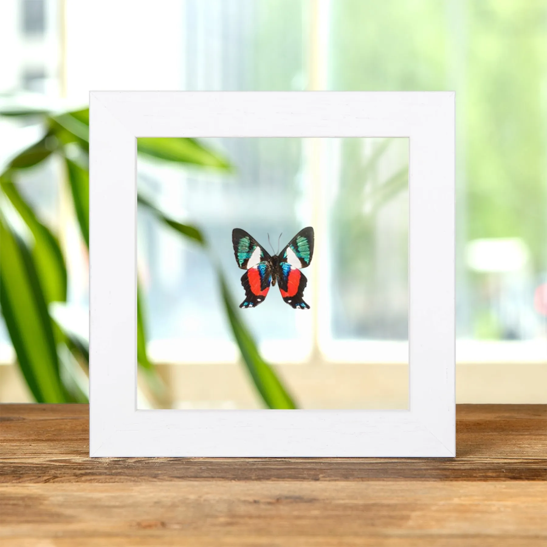 Minibeast Der Lebende Schatz Schmetterling Unterseite im Transparenten Glasrahmen (Ancyluris formosissima)