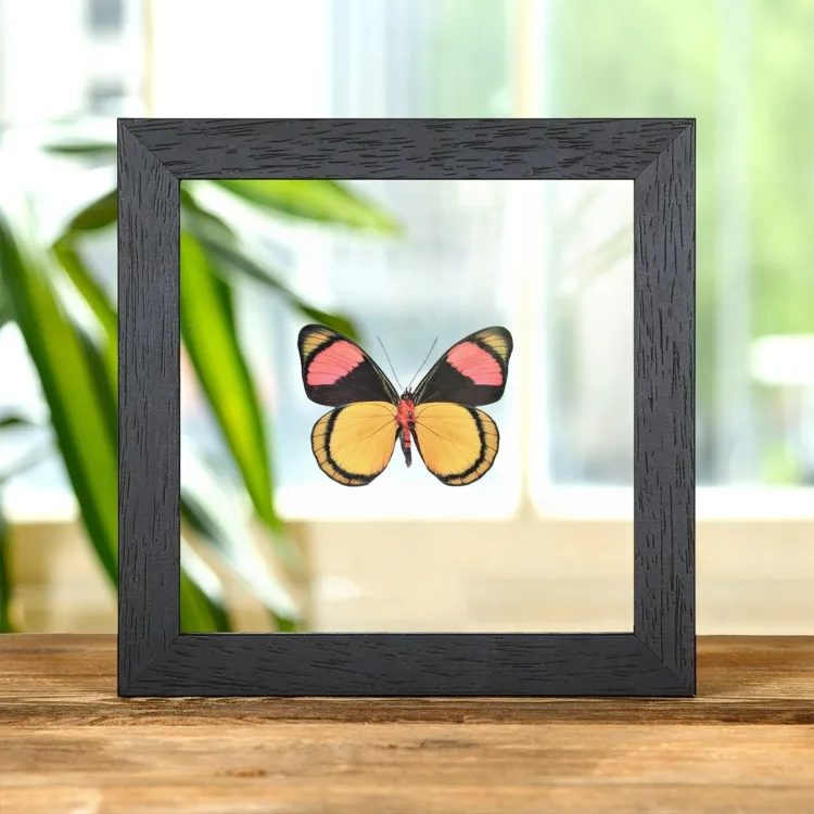 Painted Beauty Butterfly Ventral Side In Clear Glass Frame (Batesia hypochlora)