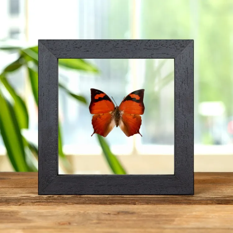 Pointed Leafwing Butterfly In Clear Glass Frame (Fountainea eurypyle)