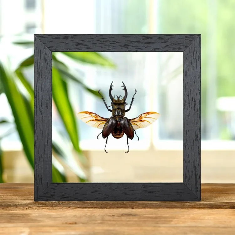 Stag Beetle In Clear Glass Frame (Lucanus Thibetanus katsurai)