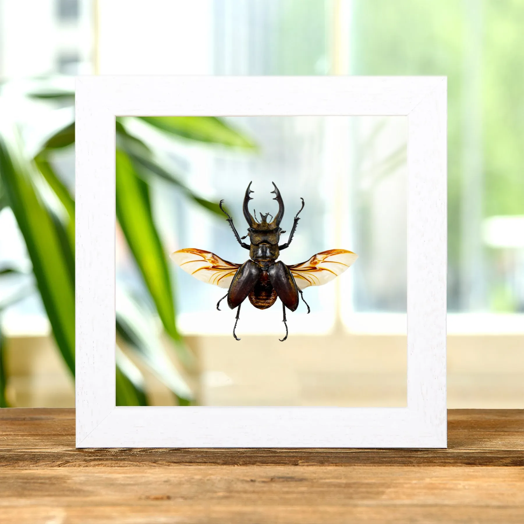 Minibeast Escarabajo Ciervo en Marco de Vidrio Transparente (Lucanus Thibetanus katsurai)