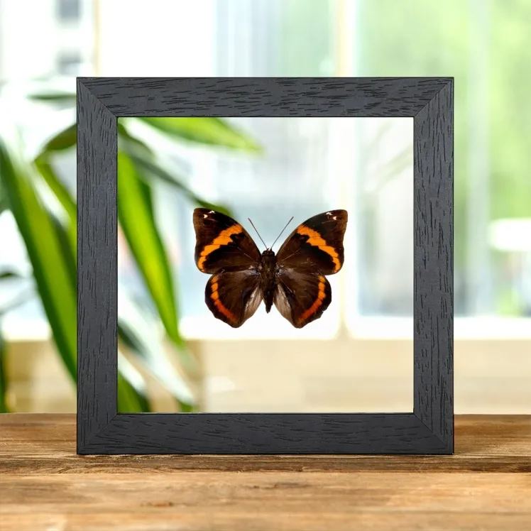 Lowl& Owl Butterfly In Clear Glass Frame (Opsiphanes invirae)