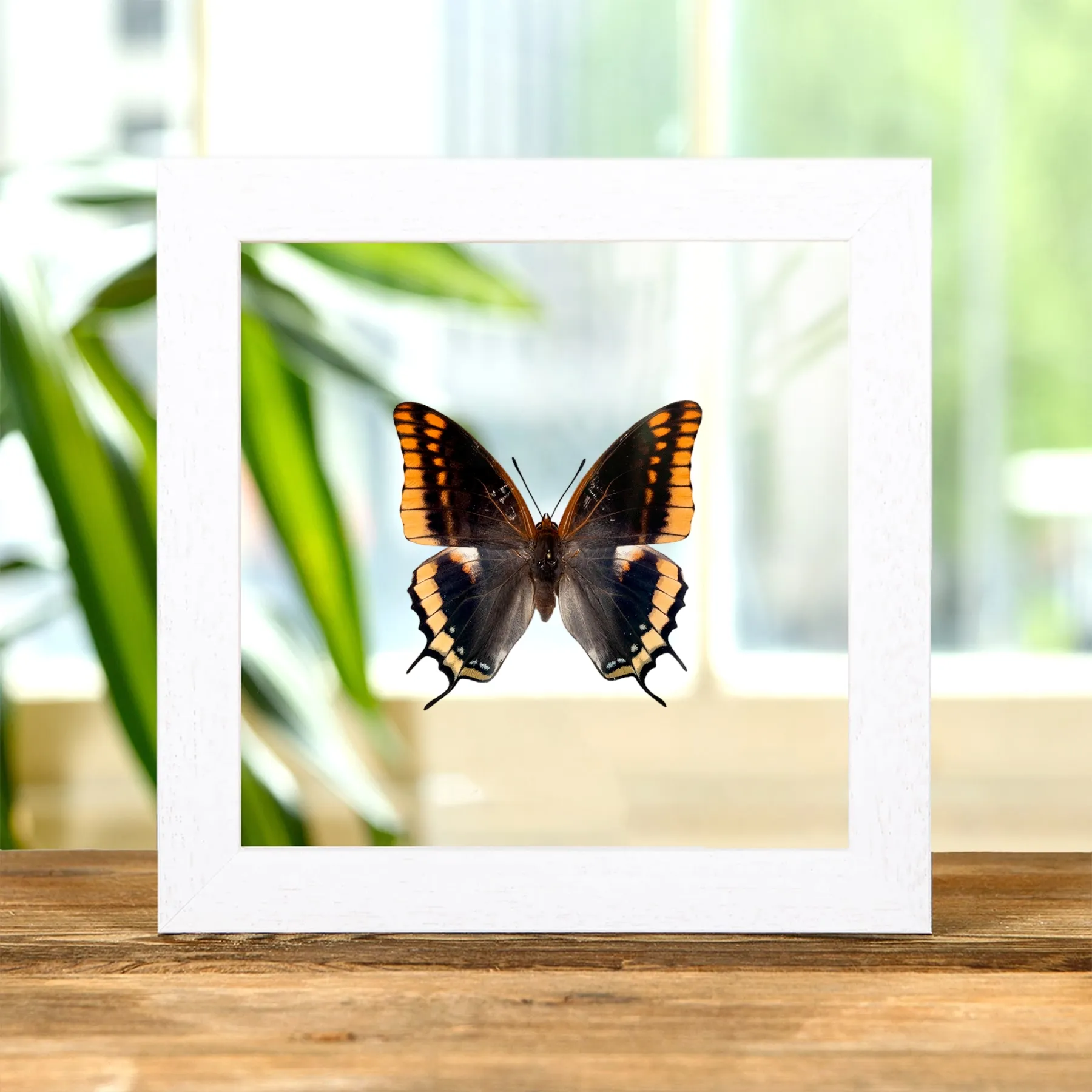 Minibeast Papillon Pasha à Deux Queues dans un Cadre en Verre Transparent (Charaxes jasius)