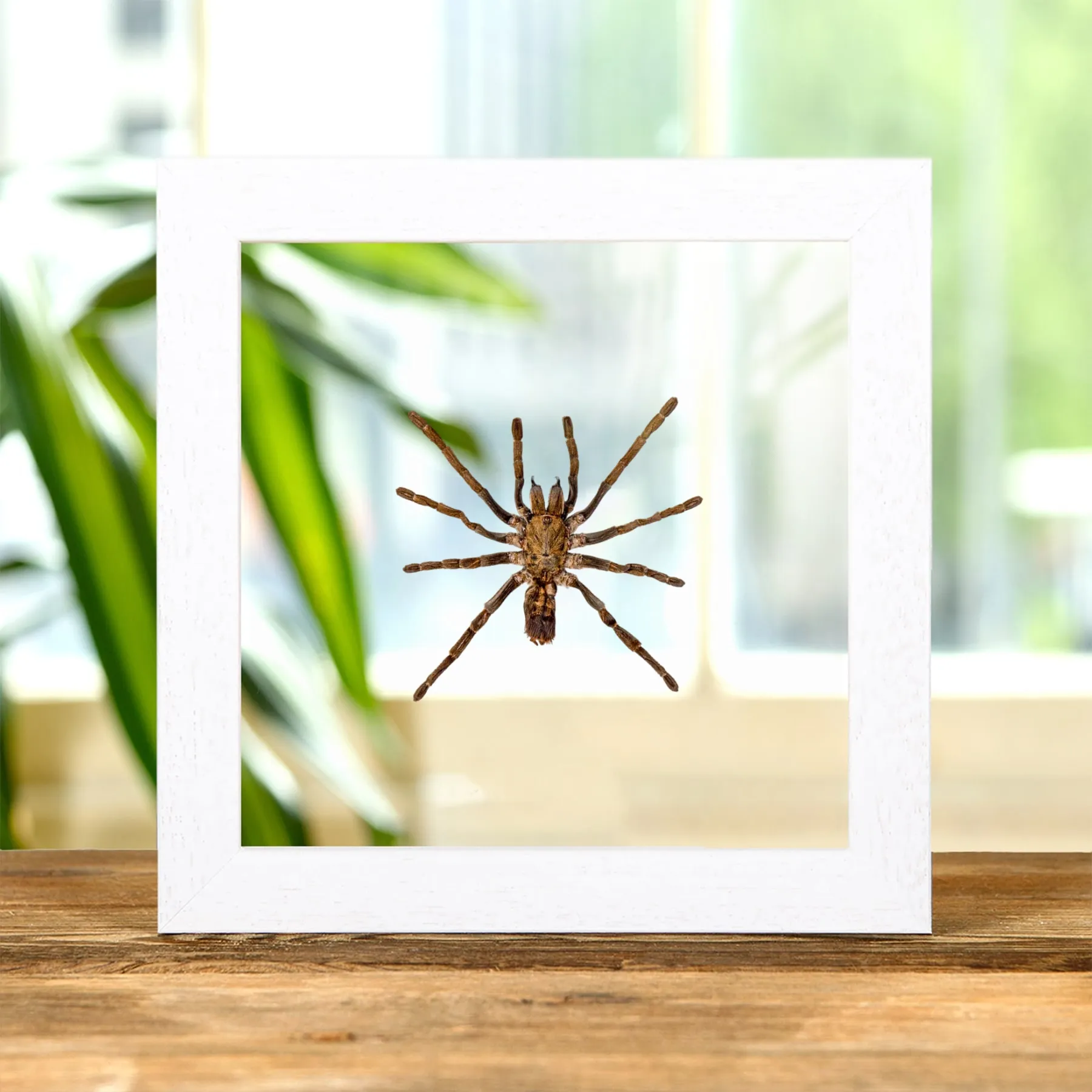 Minibeast Tarantula im Transparenten Glasrahmen (Ornithoctoninae sp)