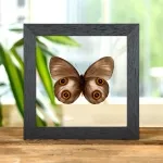 Minibeast Urania Owl Butterfly In Clear Glass Frame (Taenaris urania)