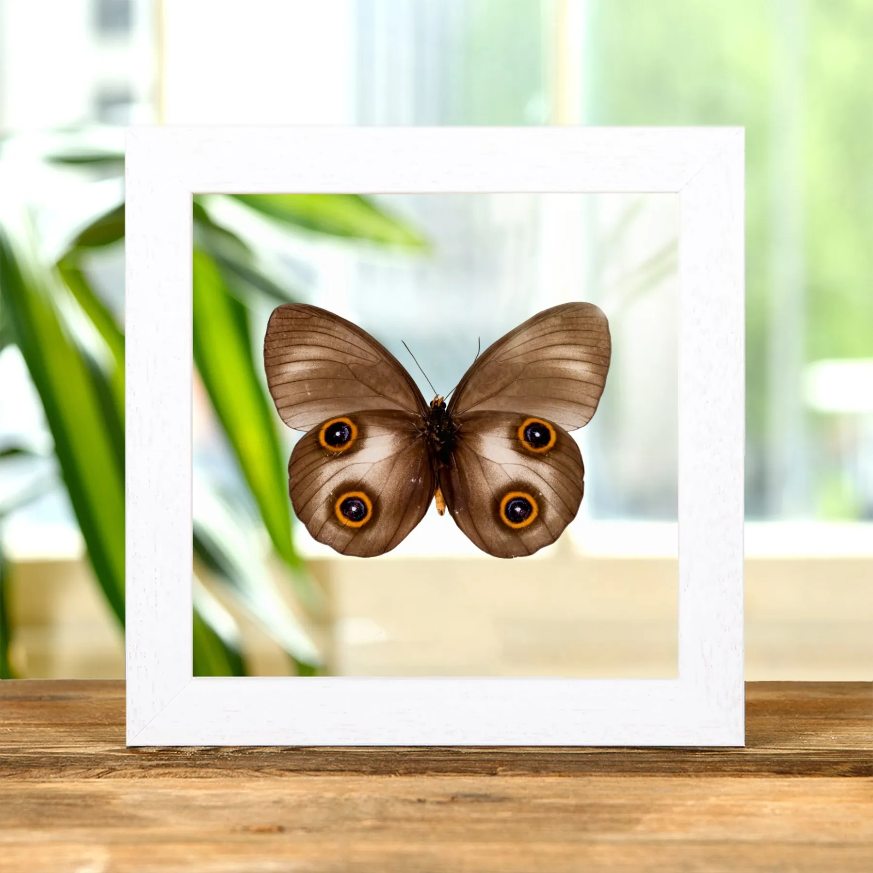 Urania Owl Butterfly In Clear Glass Frame (Taenaris urania)
