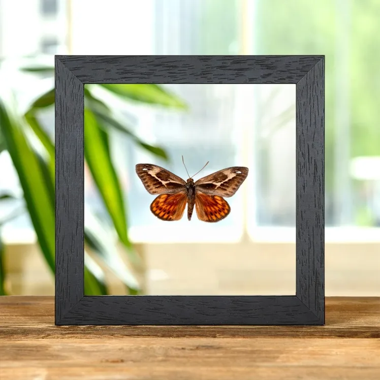 Castnia miastagma In Clear Glass Frame From Mexico
