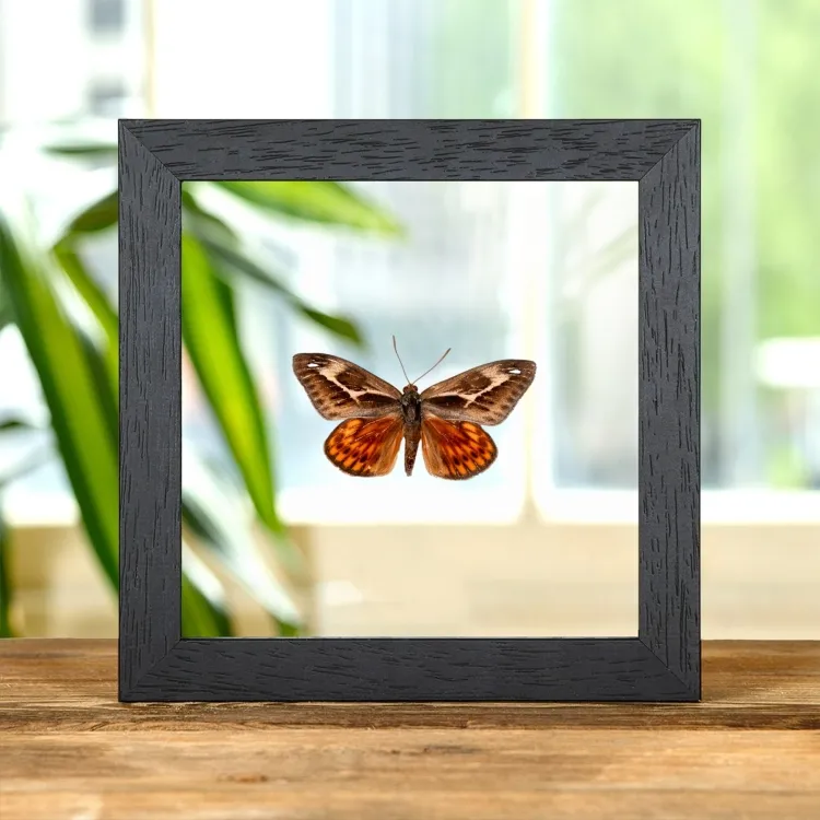 Castnia miastagma In Clear Glass Frame From Mexico