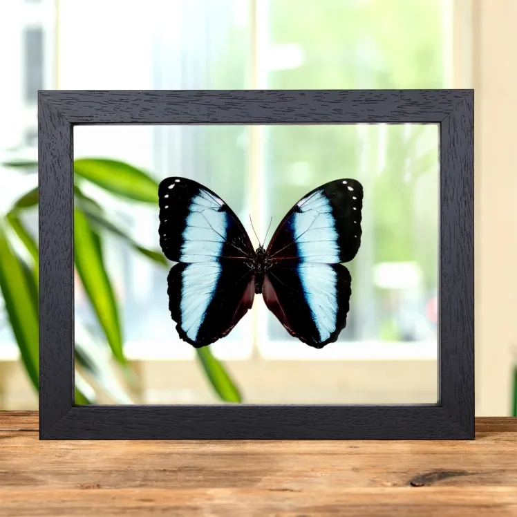 Achilles Morpho In Clear Glass Frame (Morpho achilles)