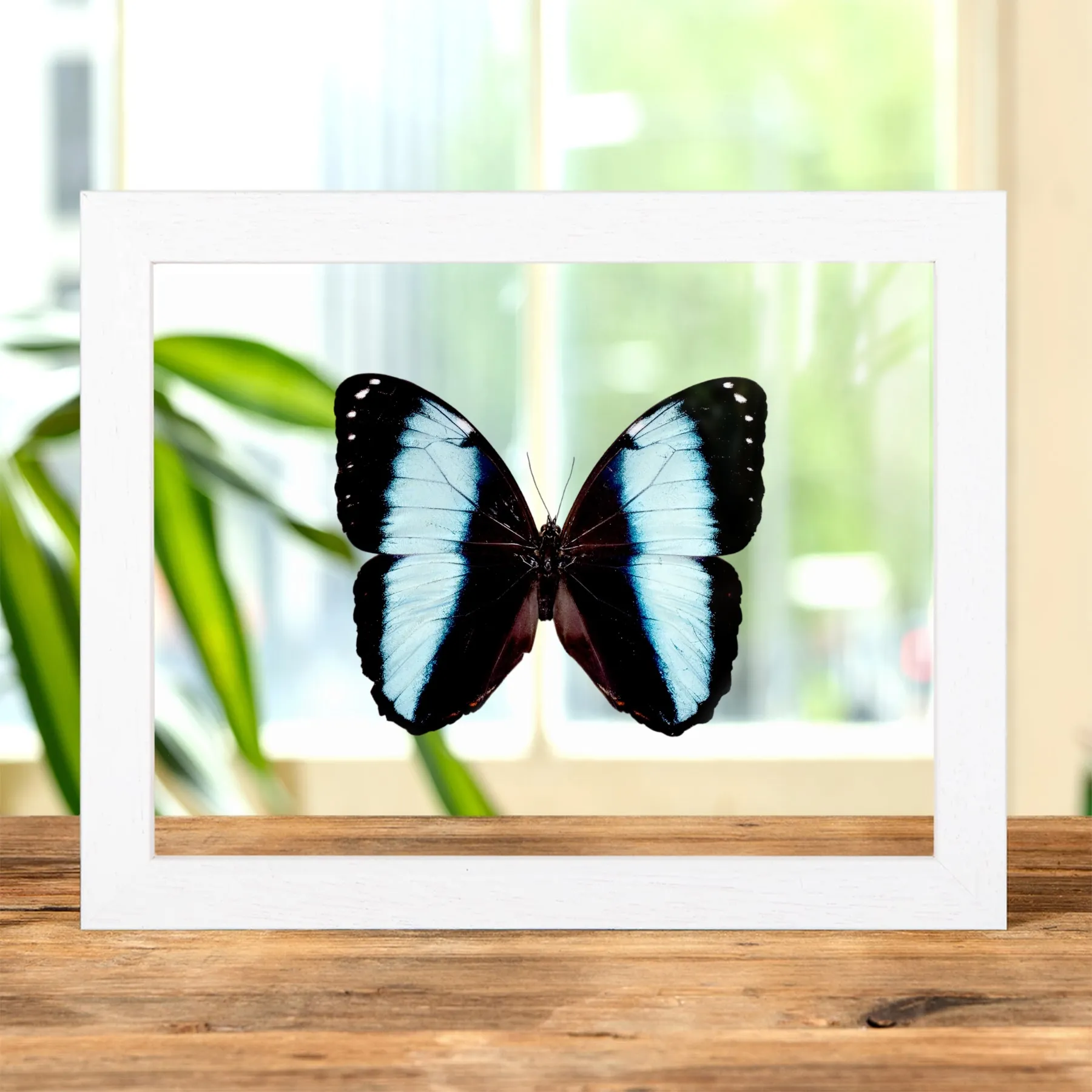 Minibeast Achilles Morpho in Transparante Glazen Lijst (Morpho achilles)