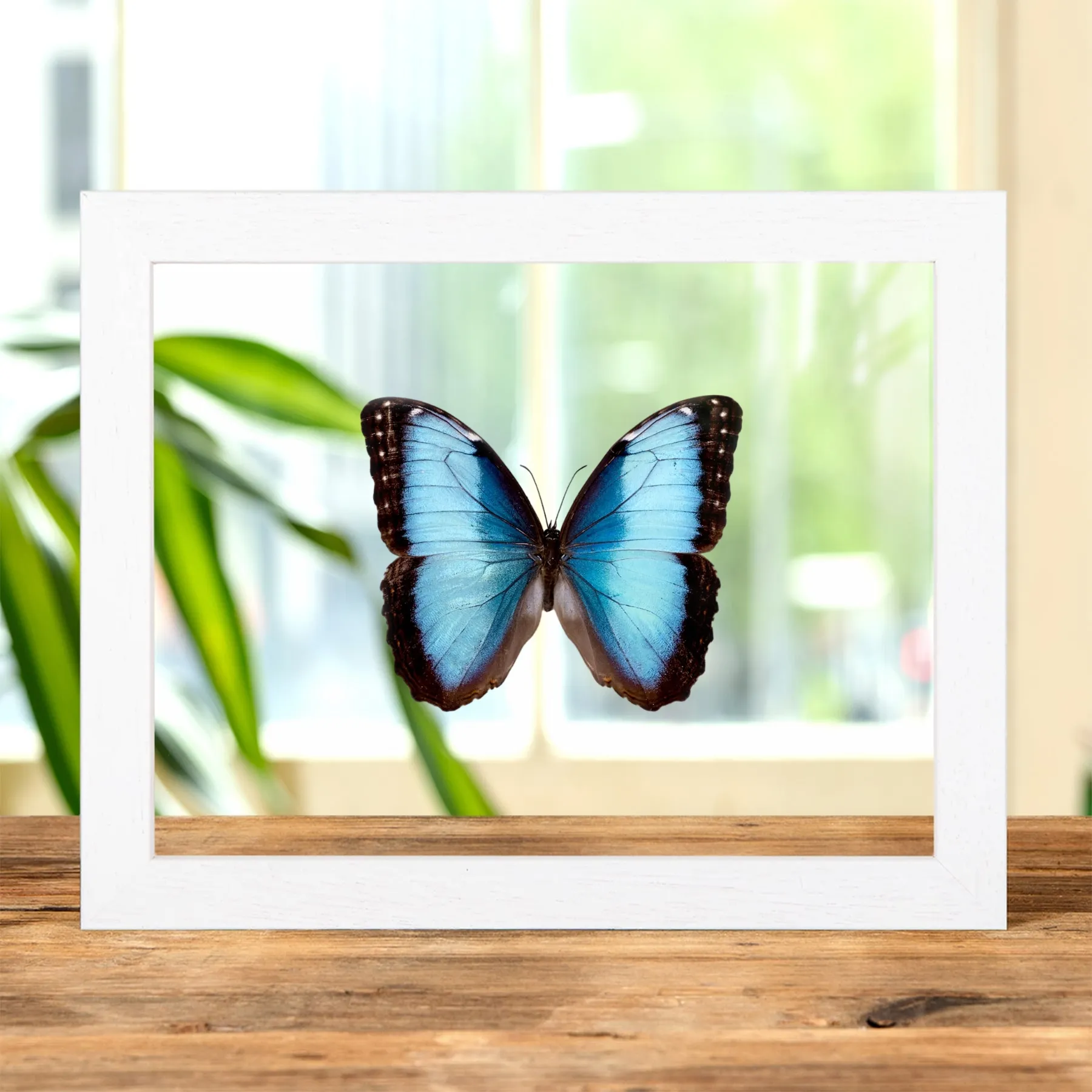 Minibeast Morpho helenor guanacastensis in Transparante Glazen Lijst uit Costa Rica
