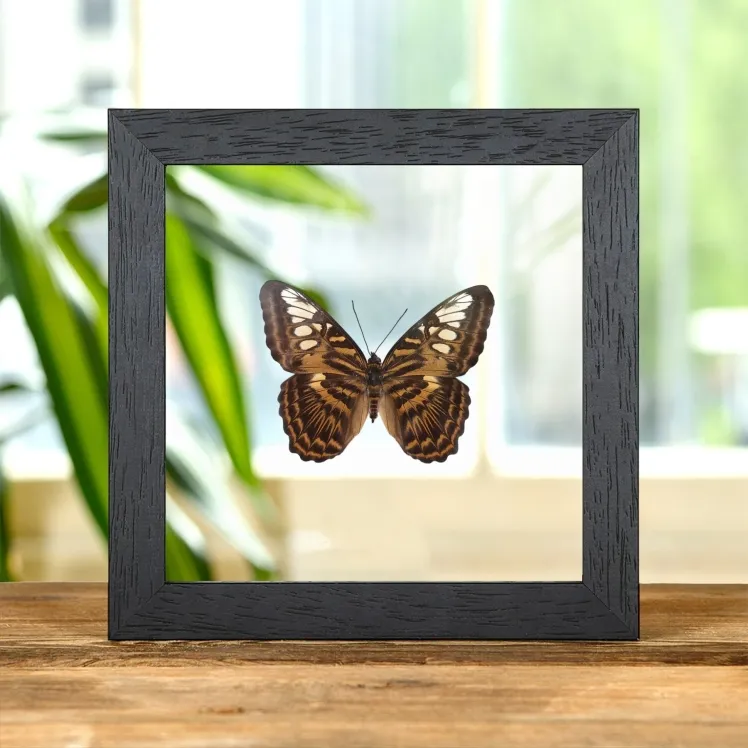 The Clipper Butterfly In Clear Glass Frame (Parthenos sylvia brunnea)