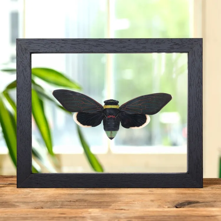 Giant Rainforest Cicada In Clear Glass Frame (Tacua speciosa)