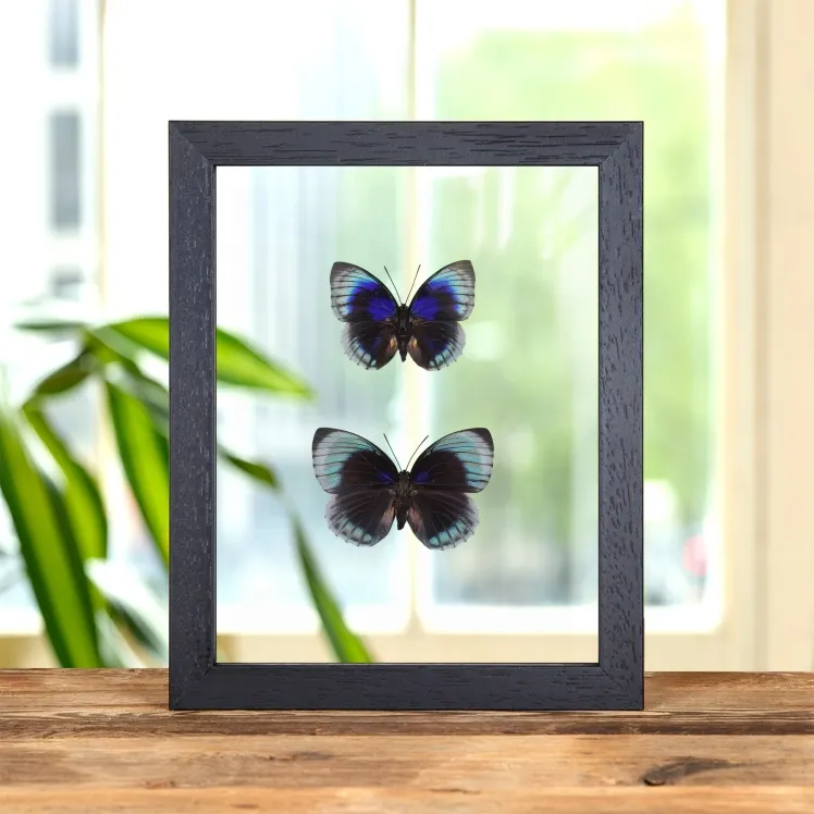 Agrias Butterfly Male & Female Pair In Clear Glass Frame (Agrias beata beatifica)