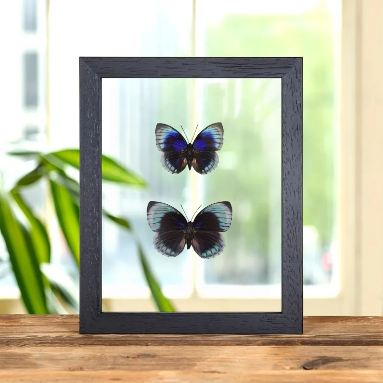 Agrias Papillon Mâle et Femelle Paire dans un Cadre en Verre Transparent (Agrias beata beatifica)