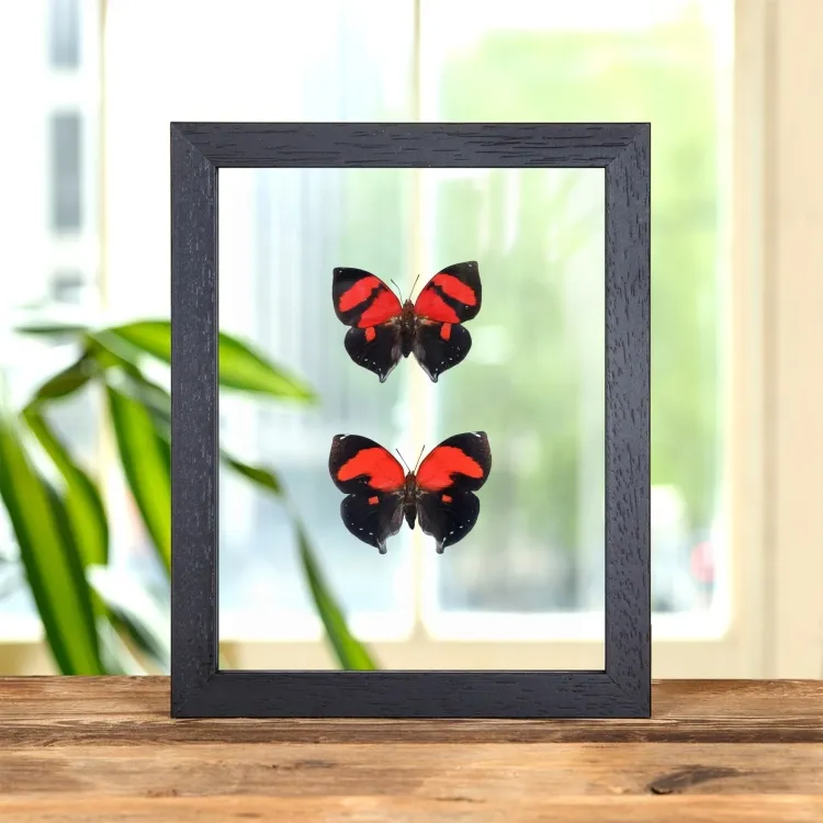 Papillon Scarlet Leafwing Male et Paire Femelle dans un Cadre en Verre Transparent (Siderone galanthis)