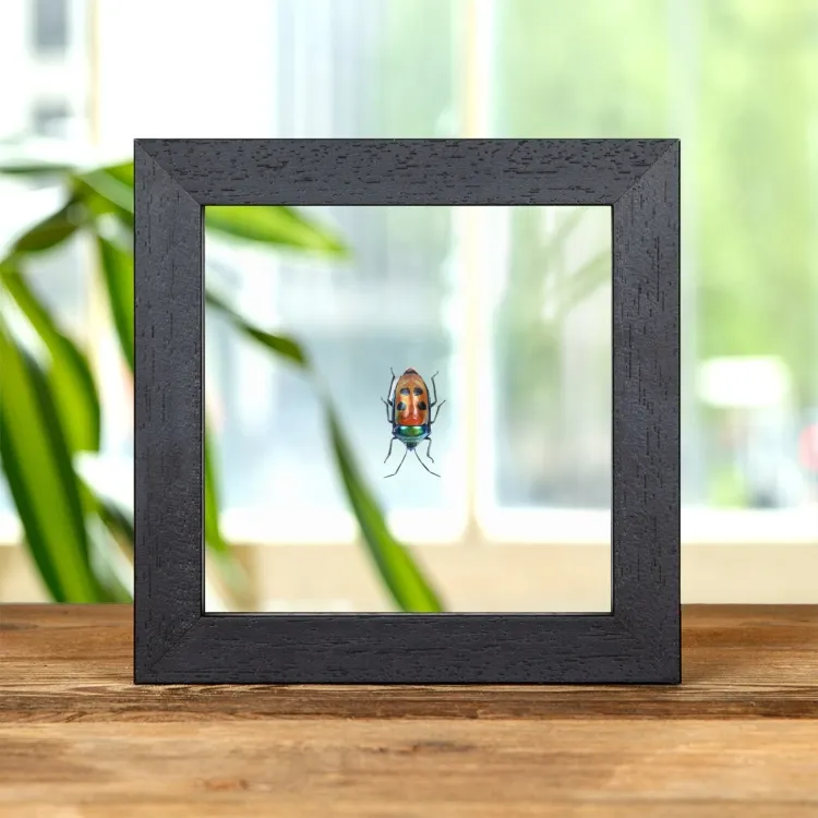 Jewel Man Face Bug In Clear Glass Frame (Calliphara caesar)