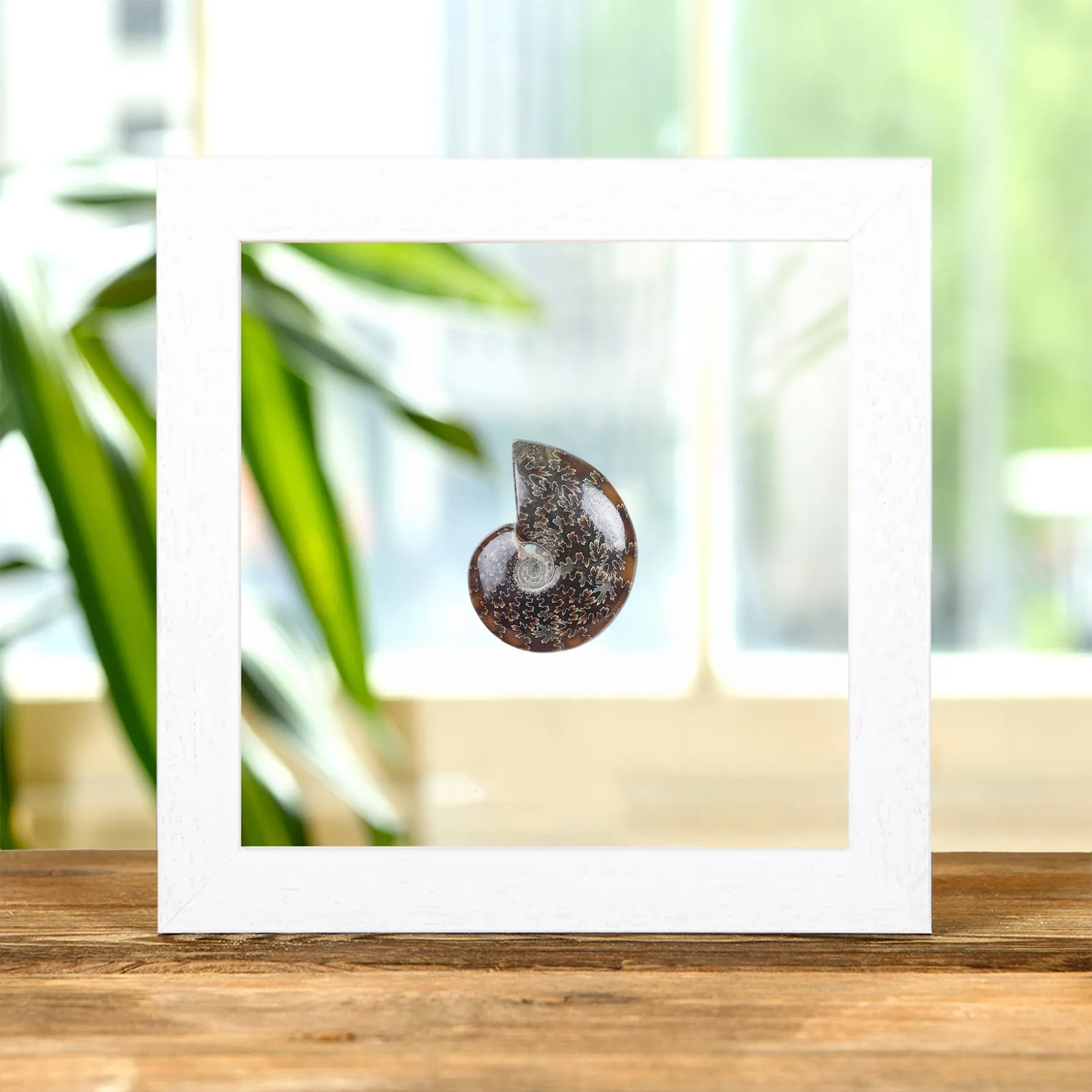 Whole Polished Ammonite Fossil In Clear Glass Frame (Phylloceras sp)