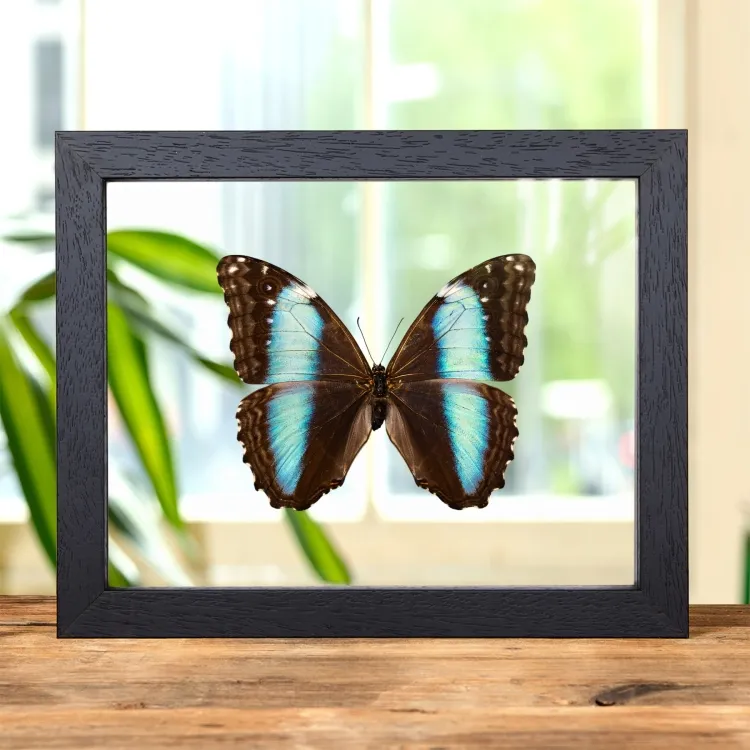 Female Deidamia Morpho Butterfly In Clear Glass Frame (Morpho deidamia)