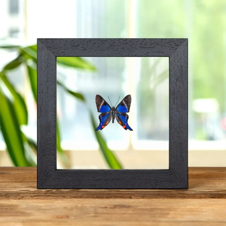 The Periander Metalmark Butterfly In Clear Glass Frame (Rhetus periander)