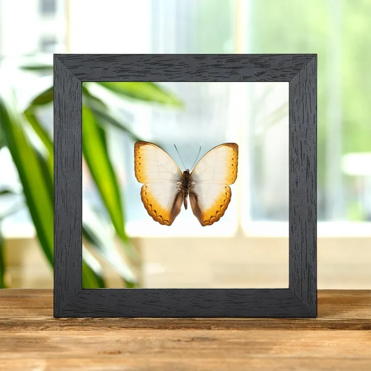 Reinhold's Creamy Glider Butterfly In Clear Glass Frame (Cymothoe reinholdi vitalis)