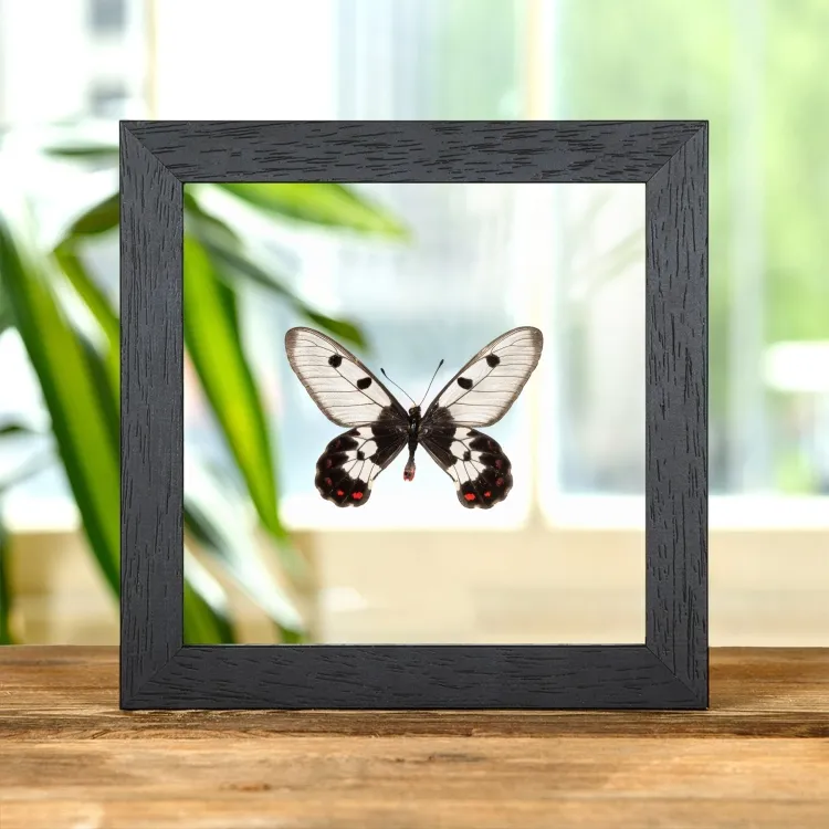 Η Πεταλούδα Clearwing Swallowtail σε Διάφανη Γυάλινη Κορνίζα (Cressida cressida)