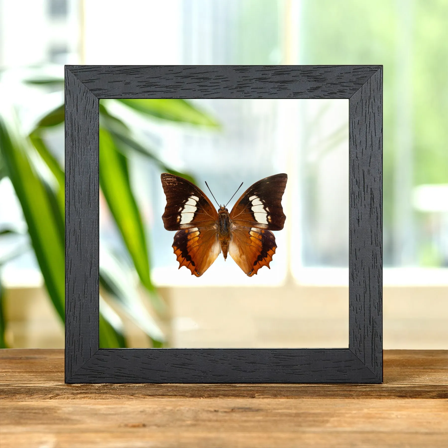 Minibeast De Tawny Rajah Vlinder in Transparante Glazen Lijst (Charaxes bernardus hierax)