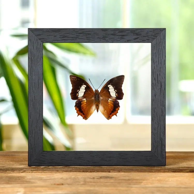 Der Tawny Rajah Schmetterling im Transparenten Glasrahmen (Charaxes bernardus hierax)