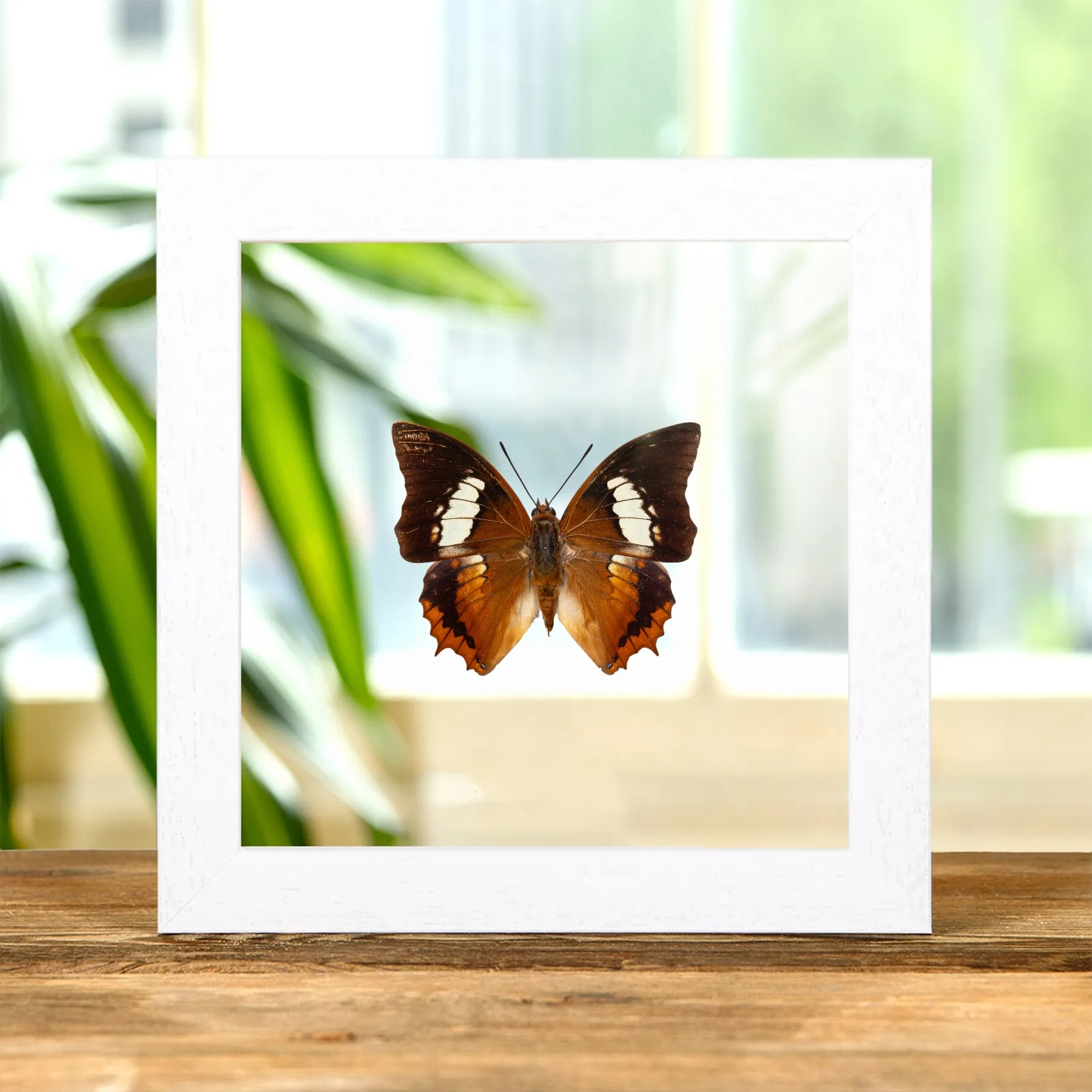 Minibeast De Tawny Rajah Vlinder in Transparante Glazen Lijst (Charaxes bernardus hierax)