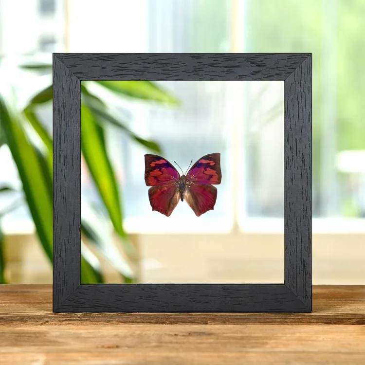 Blattflügel-Schmetterling im Transparenten Glasrahmen (Anaea riphea)