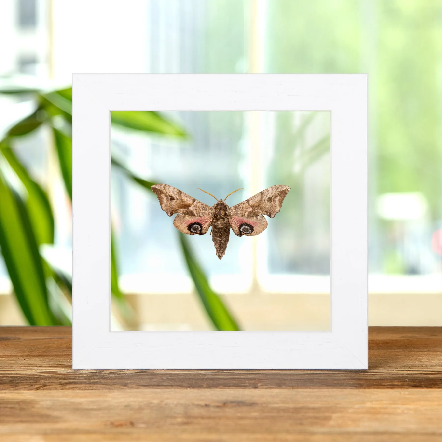 Minibeast Polilla Halcón Ojo en Marco de Vidrio Transparente (Smerinthus ocellatus)