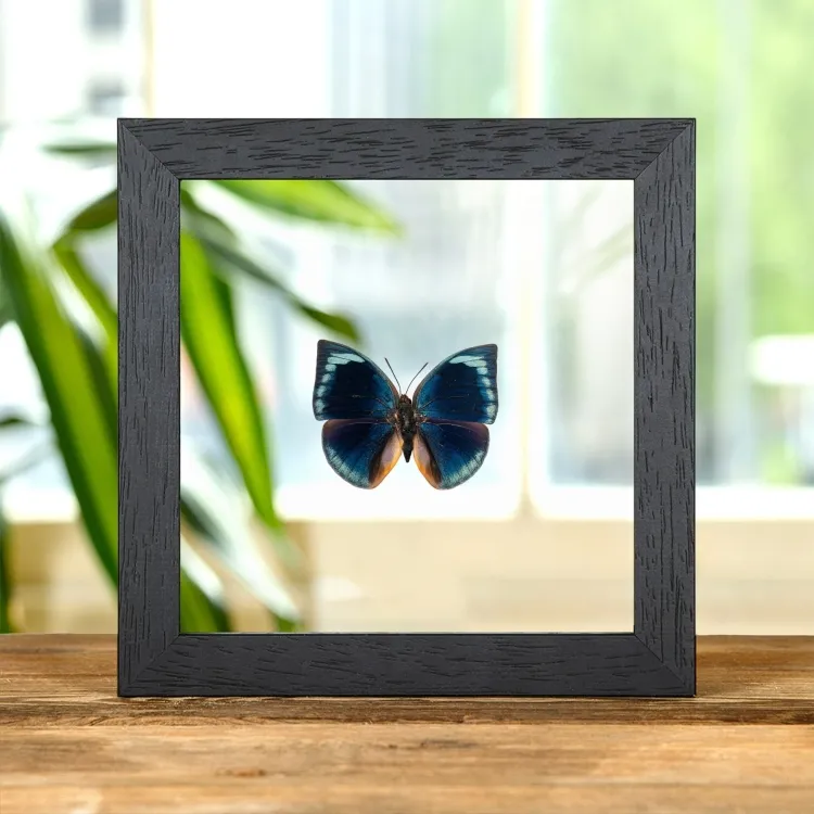 Blue Round Wing Butterfly In Clear Glass Frame (Anaea polyxo)