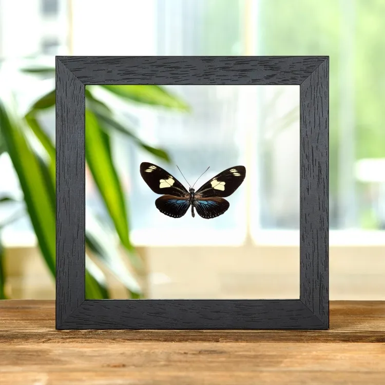 Doris Langflügel Blau-Form im Transparenten Glasrahmen (Heliconius doris doris)