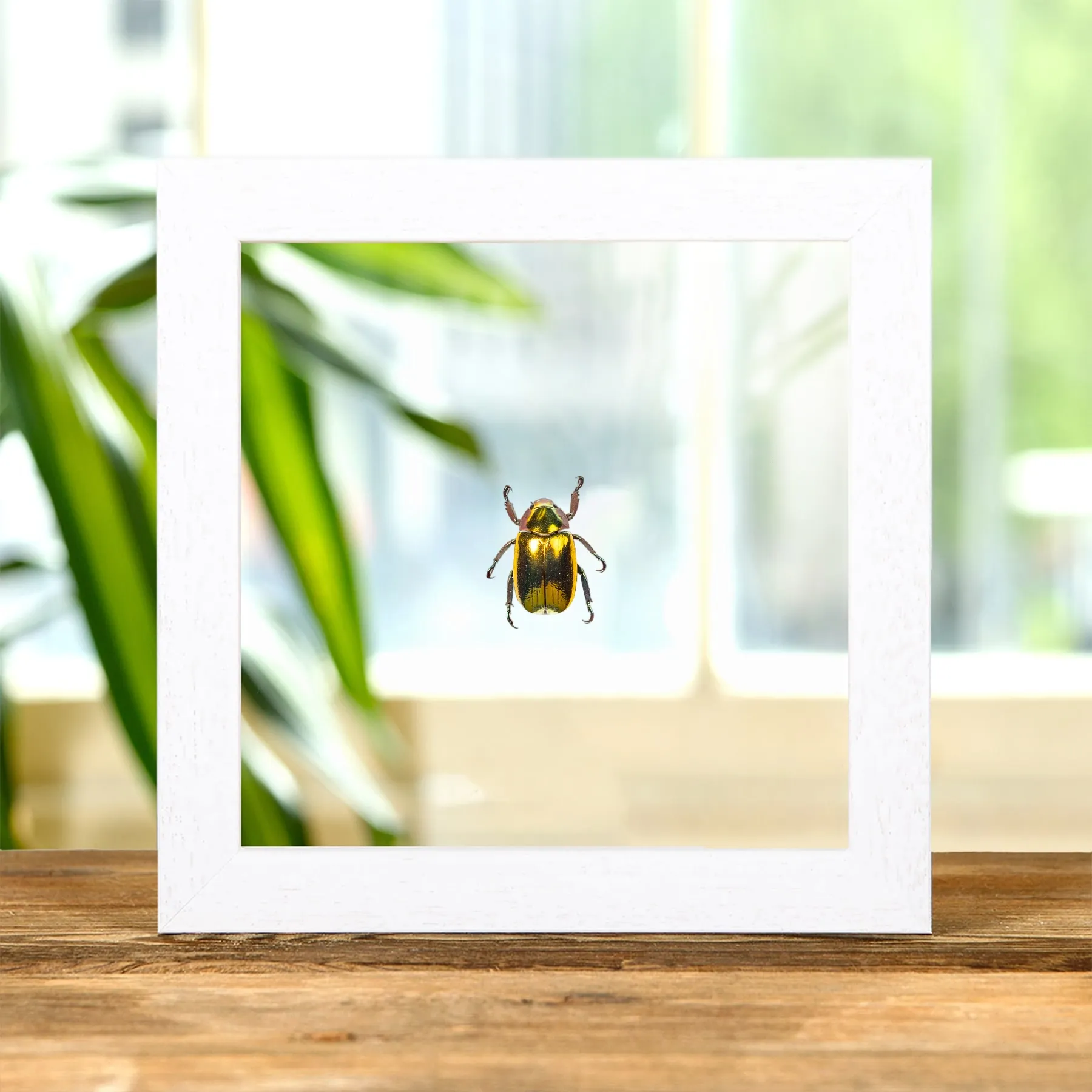 Minibeast Μεγάλο Χρυσό Σκαθάρι σε Διάφανη Γυάλινη Κορνίζα (Chrysina aurigans)
