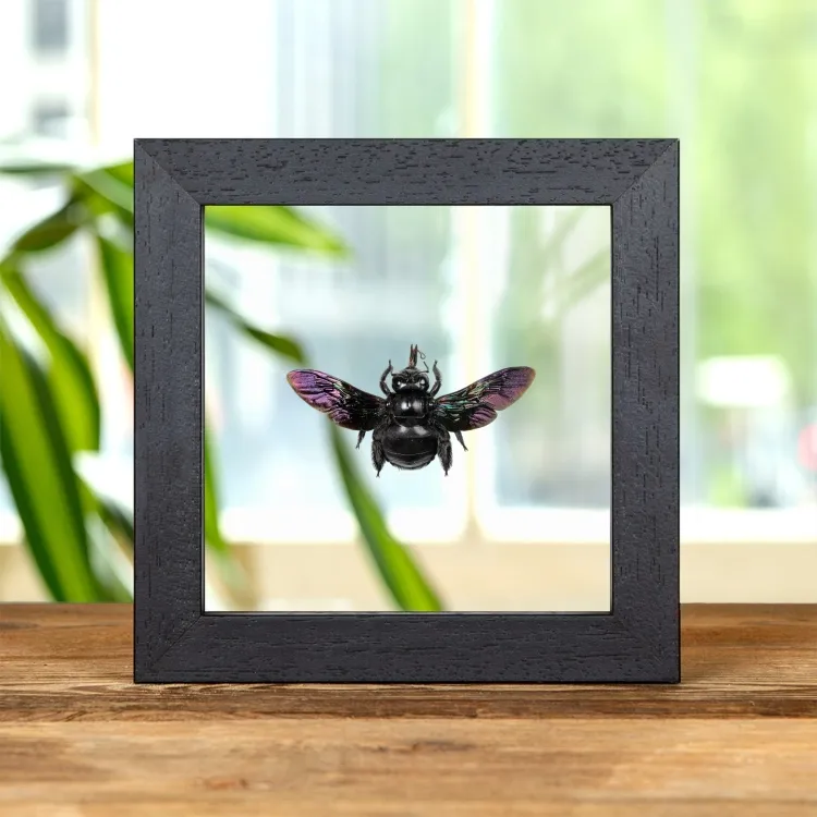 Broad-handed Carpenter Bee In Clear Glass Frame (Xylocopa latipes)